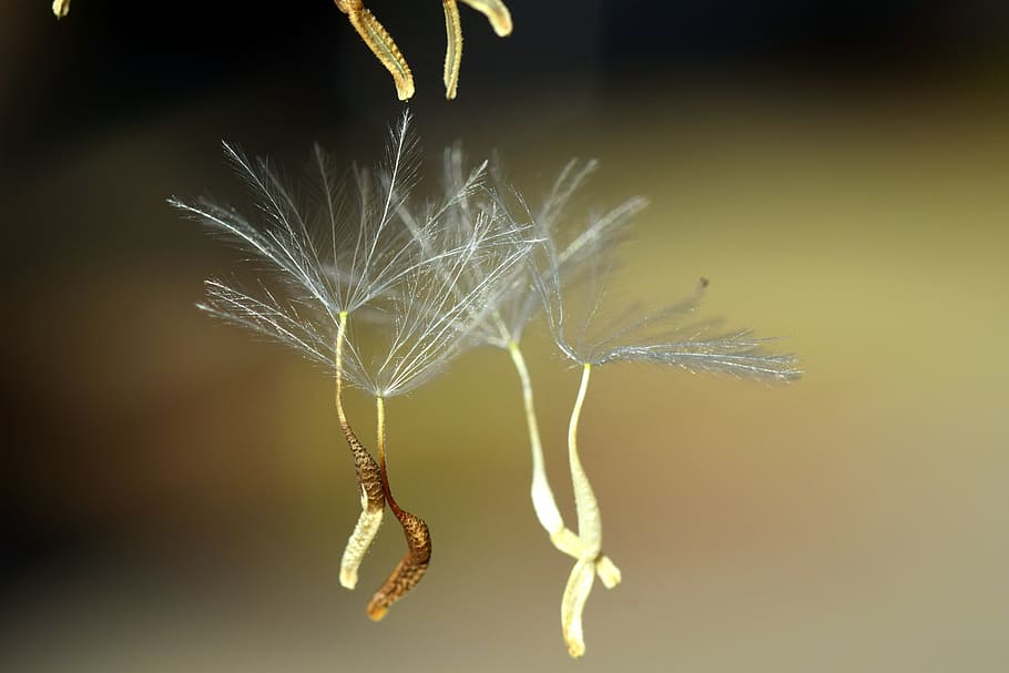 selective, focus photography, dandelion seeds, Flying, Seeds, Close, Macro, flying seeds, nature, pointed flower