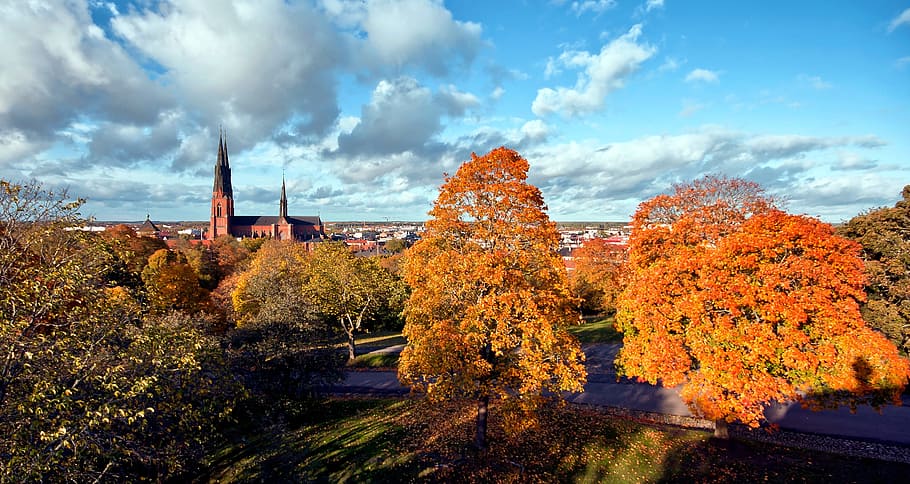 naranja, árboles, marrón, hormigón, edificio, Uppsala, Suecia, Scenic, Paisaje, edificios