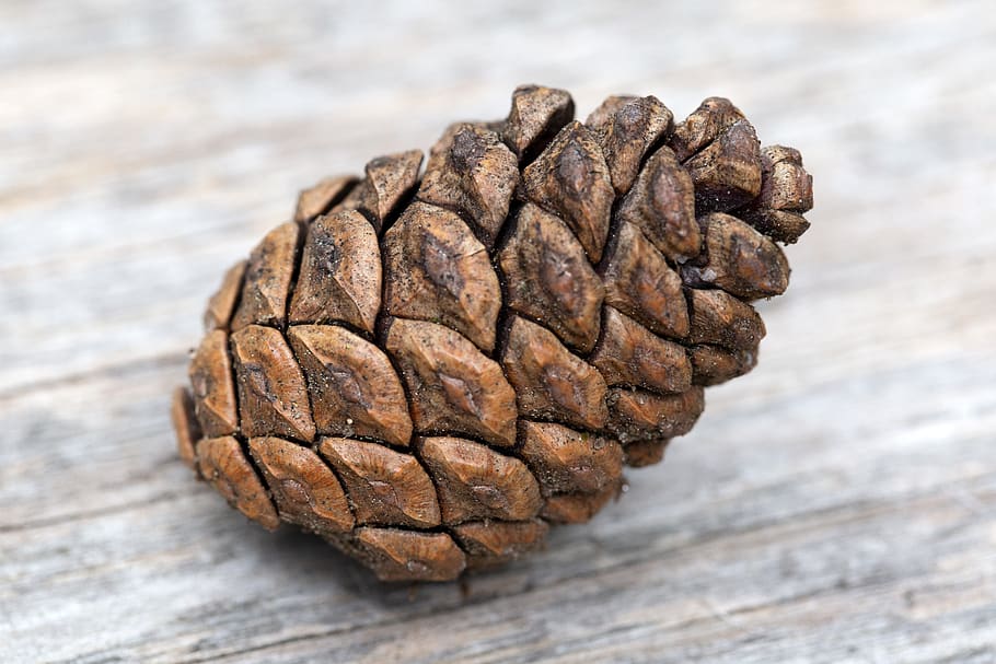 pine, cone, wood, background, tree, fir, seed, forest, table, nature
