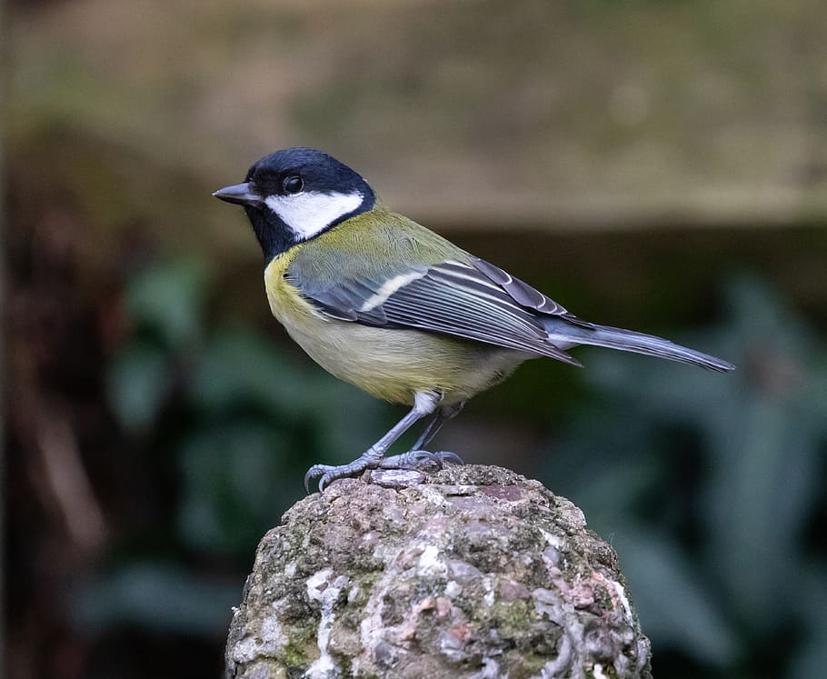great tit, feeding tit, tit, small bird, garden bird, garden, foraging, plumage, feed, feather