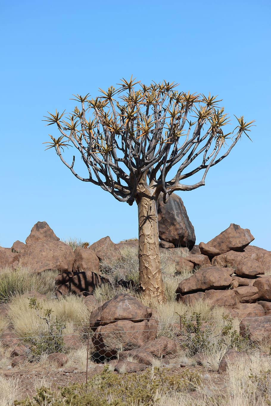 quiver tree, namibia, africa, tree, nature, desert, stone desert, heiss, plant, exotic