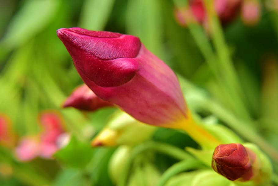 Цветок лаковые красные бутоны. Flower Buds. Prism Flower Buds. Цветок цветет раз в год 3 красных бутона.