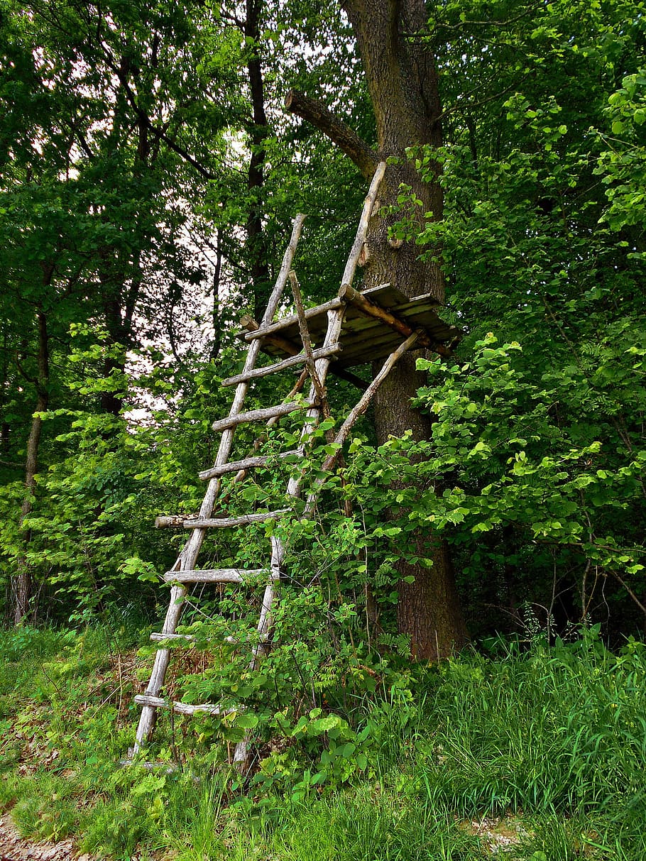brown, wooden, ladder, tree, pulpit, forest, hunting, wood, levels, plant
