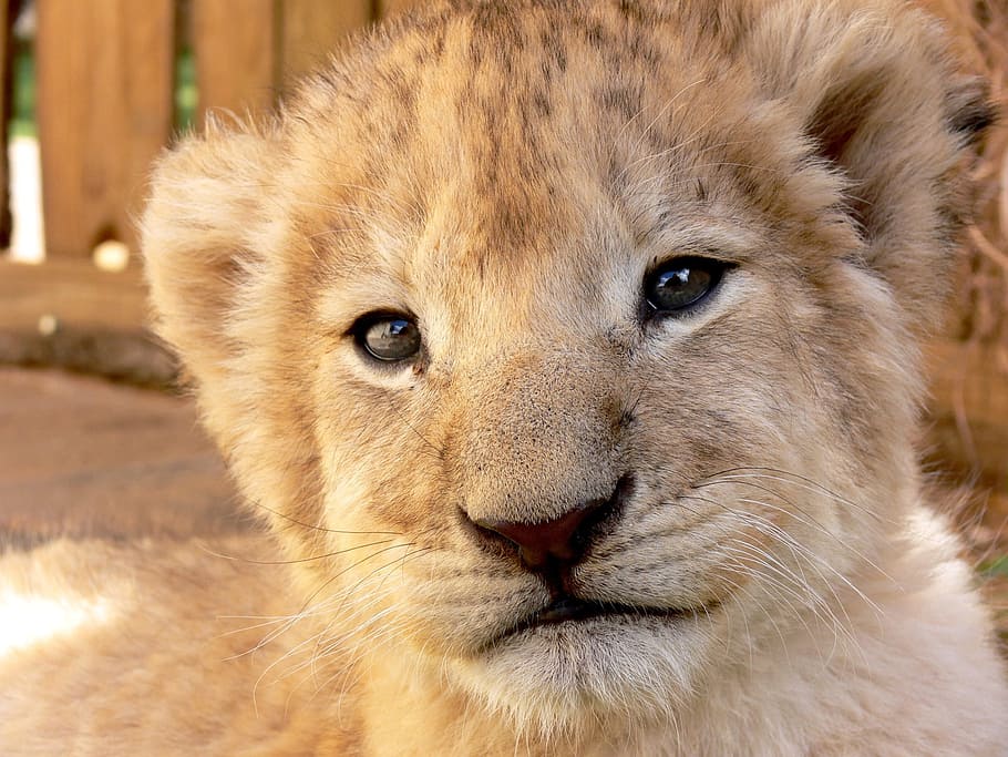 seletiva, fotografia de foco, tigre, marrom, filhote de leão, leão, filhote, jovem, olhar, animal