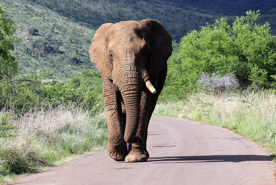 elephant, road, walking, sun, wilderness, dominant, trunks, tusks, ivory,  endangered | Pxfuel