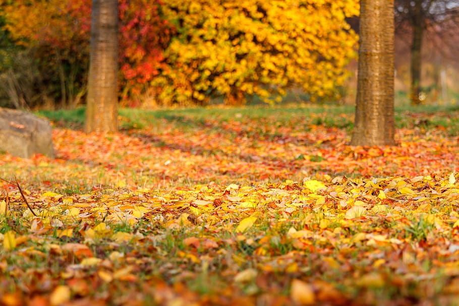 autumn, leaves, leaf, fall foliage, golden autumn, nature, forest, discoloration, tree, fall color