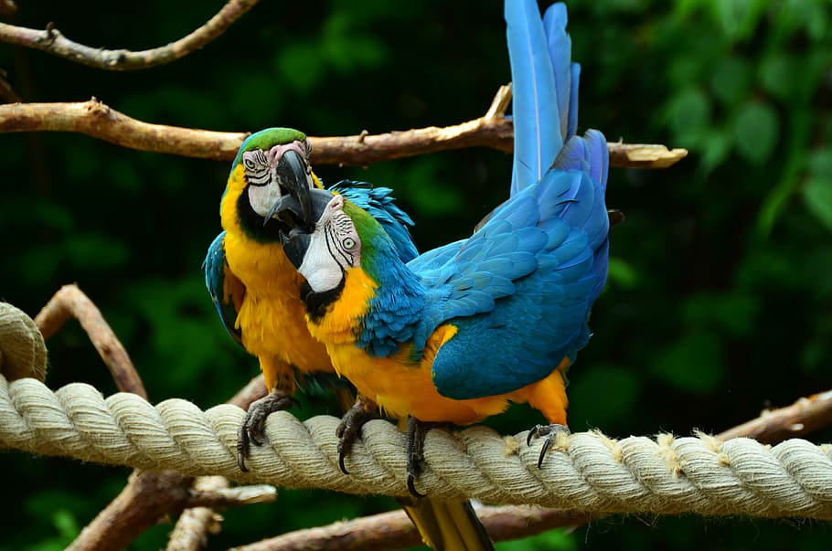 two blue-and-yellow birds, parrot, yellow-breasted parrot, yellow macaw, ara, bird, colorful, plumage, bill, animal