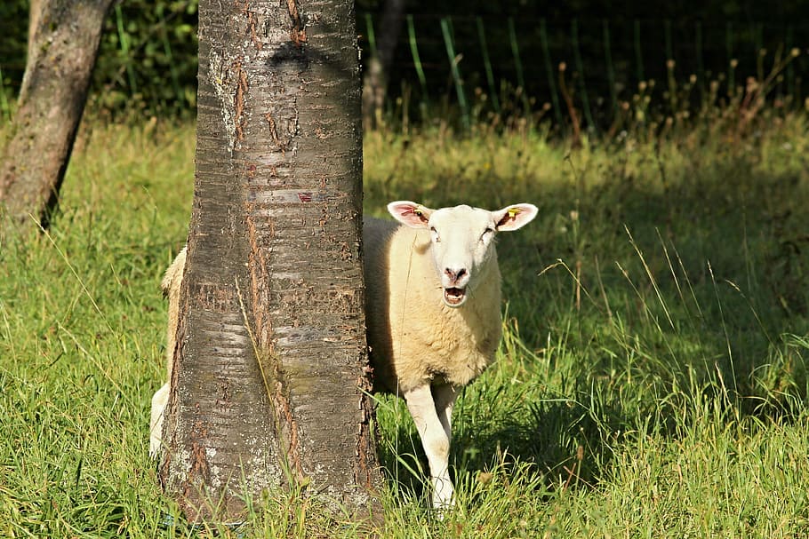sheep, tree, landscape, nature, meadow, grass, pasture, graze, coupling, agriculture
