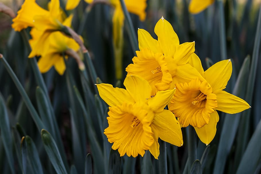 narcissus, daffodil, bulbous perennial, yellow, flower, spring, garden, plant, summer, flowering bulb