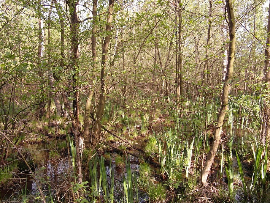 moor, light, forest, spring, grow, reed, wet, grass, plant, birch
