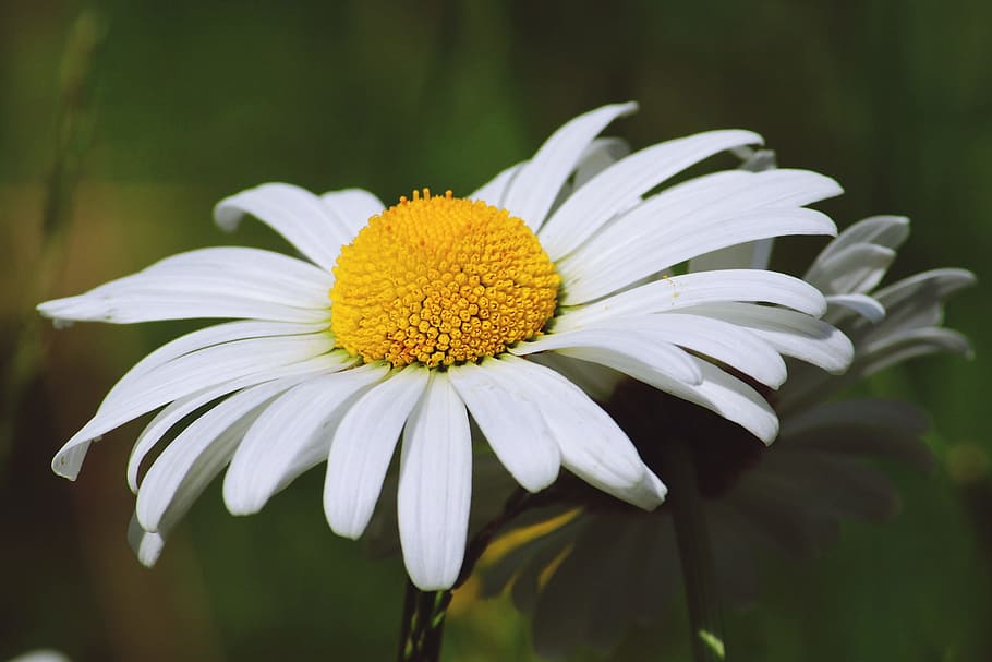 white-and-yellow chamomile flowers, closeup, photography, Flower, White, Plant, Summer, marguerite, flora, blossom