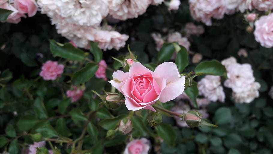 rose, flower, white rose, red rose, flowers, roses, red, tender rose, beautiful flower, petals