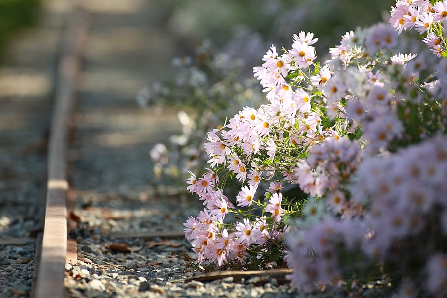 gujeolcho, musim gugur, bunga gugur, krisan, bunga, ungu, rel kereta api, tanaman berbunga, menanam, kesegaran