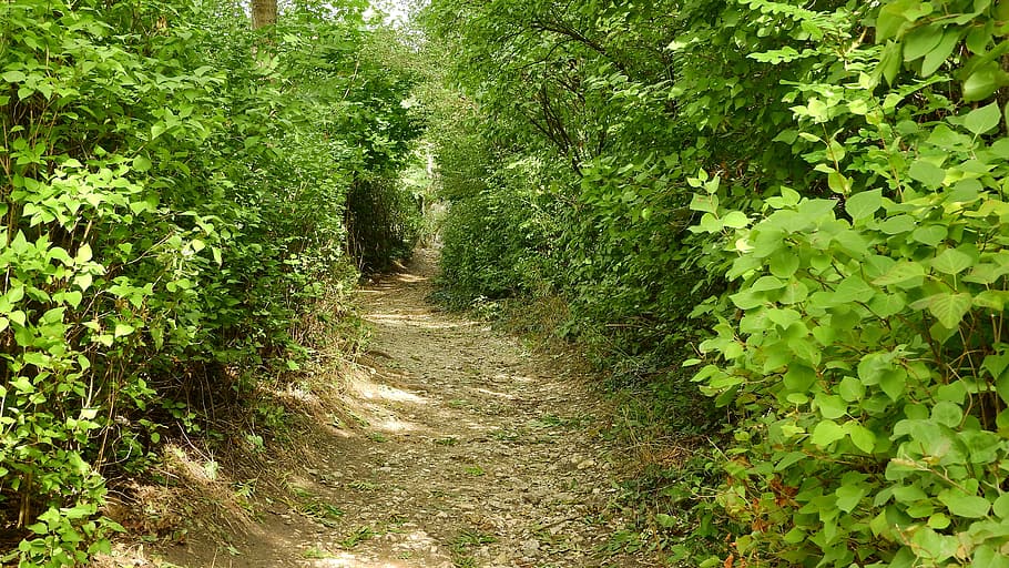 el camino a través del bosque, el camino en los arbustos, camino, camino forestal, planta, sendero, crecimiento, color verde, árbol, naturaleza