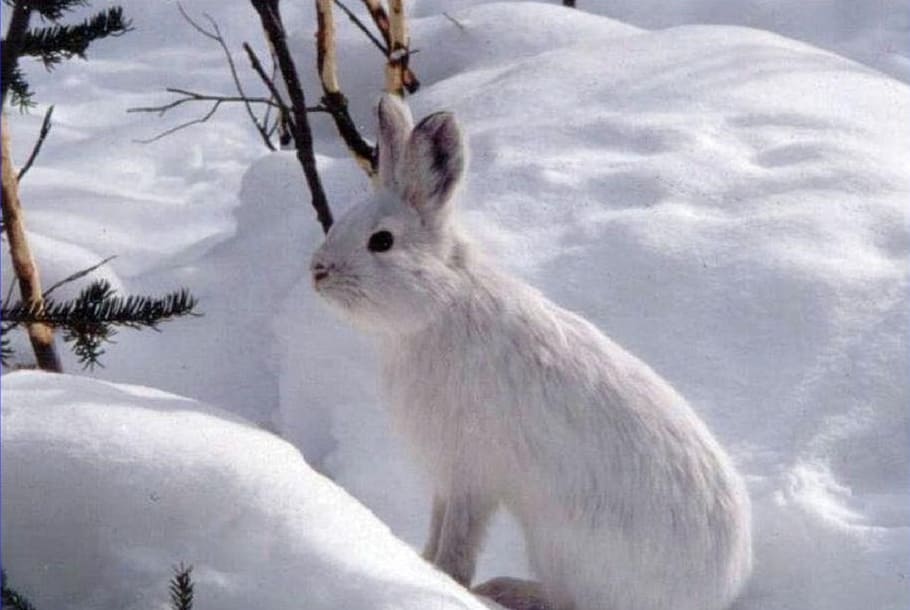 white, rabbit, standing, ice field, snowshoe hare, hare, wildlife, nature, outdoors, snow