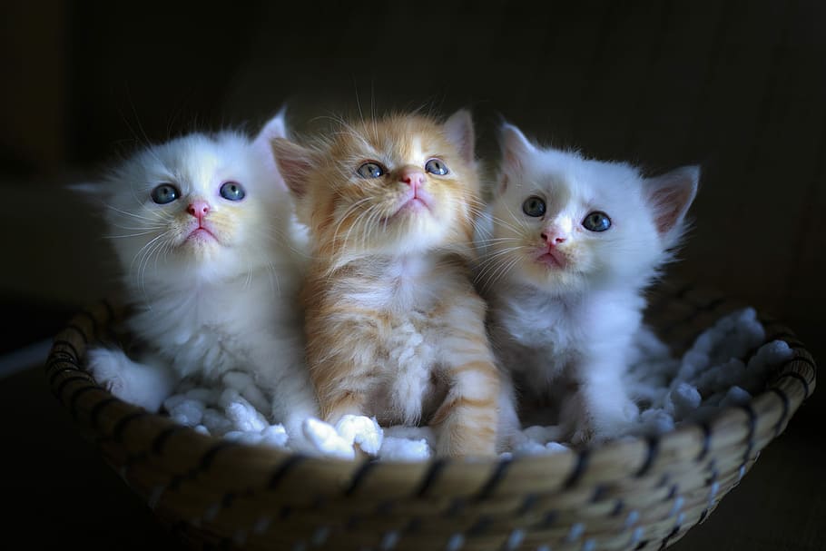 three, brown, white, kittens, basket, basketball, cat, page, cute, portrait