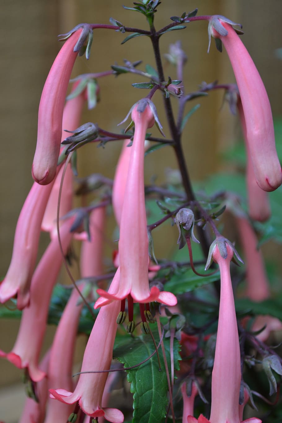 cape fuchsia, phygelius capensis, cape figwort, african soldiers, flower, plant, close-up, salmon, orange-pink, trumpets