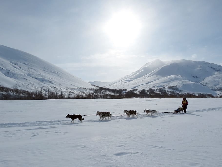person, riding, sled, pulled, dogs, dog, laika, husky, race, sleds