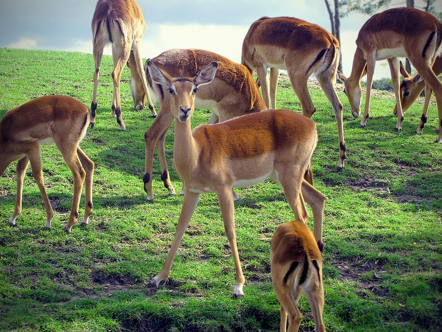 impala, kawanan, rooibok, savannah, safari, binatang buas, hutan belantara, fauna, kelompok hewan, hewan