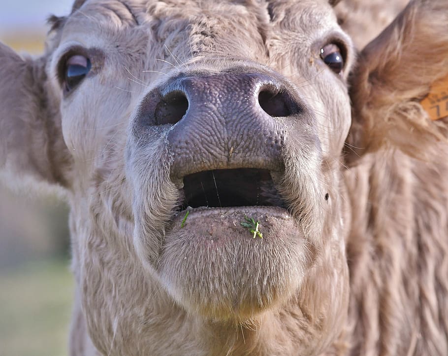 cow, herkauwer, muzzle, mammal, head, nature, nose, one animal, close-up, animal body part