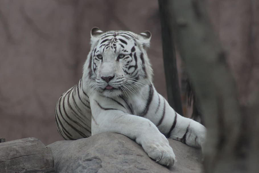 blanco, tigre, mentira, roca, animales, felino, animal, salvaje, zoológico, gato salvaje