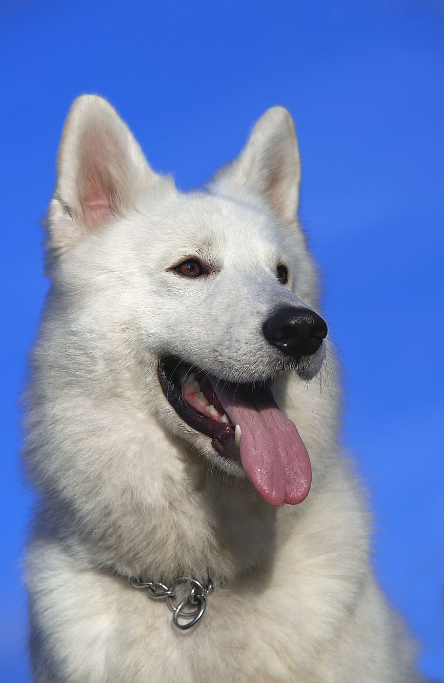 ショートコートの白い犬, スイスの羊飼いの犬, 犬, ペット, 肖像画, 頭, 動物, 動物の肖像画, 白, 純血種の犬