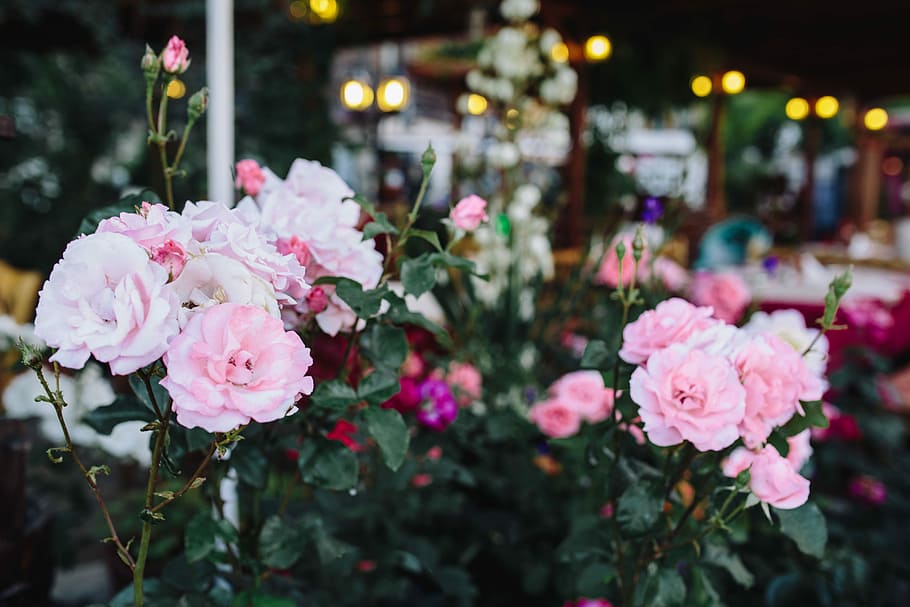 mawar bulgaria, Mawar, Bulgaria, bunga, flora, warna pink, alam, tanaman, dekorasi, daun bunga