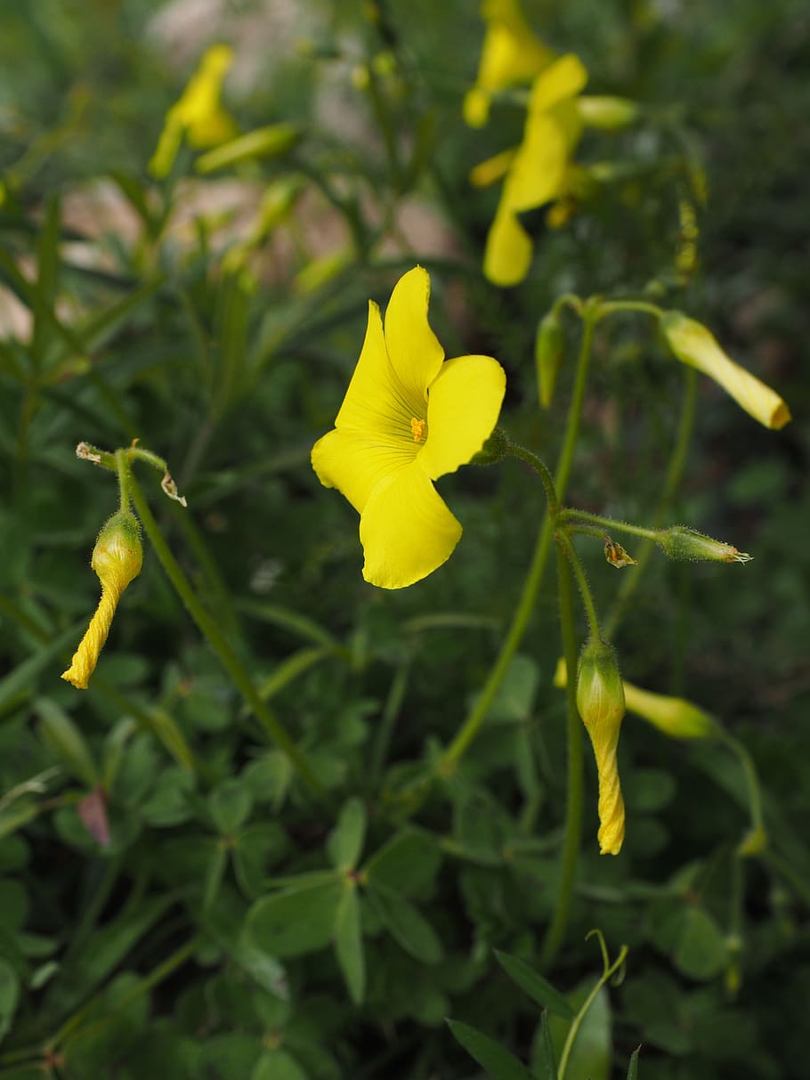 Oxalis Pes-Caprae, Flower, Blossom, bloom, yellow, lemon, bright yellow, lower sorrel, oxalis cernua thunb, bolboxalis cernua