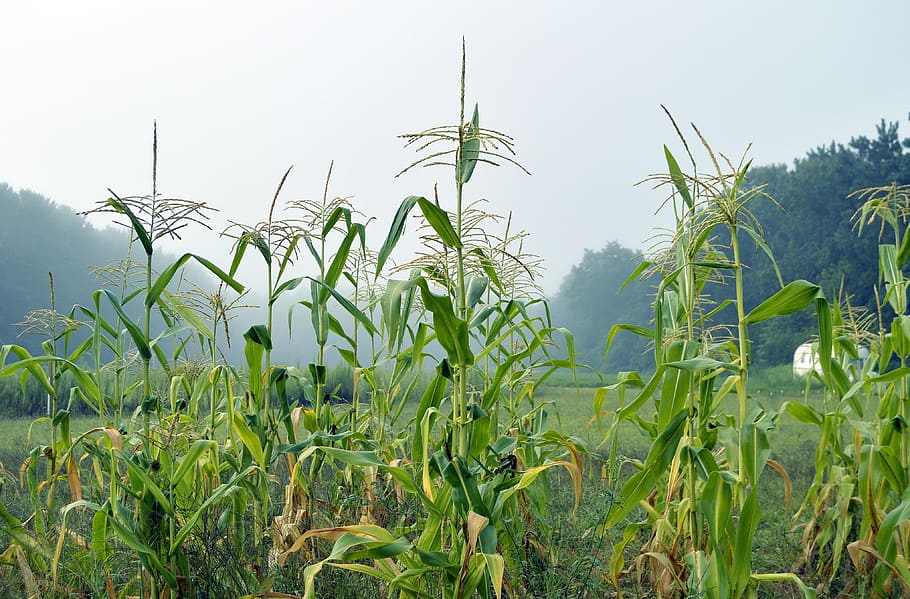 campo de maíz, bosques, maíz, tallo de maíz, tallo, fi, campo, granja, agricultura, alimentos