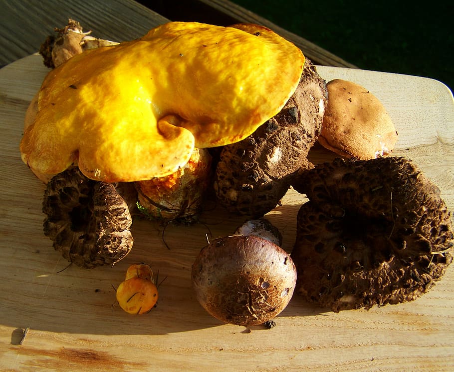 fungi, mixed, yellow, brown mushrooms, food, food and drink, healthy eating, freshness, close-up, wellbeing