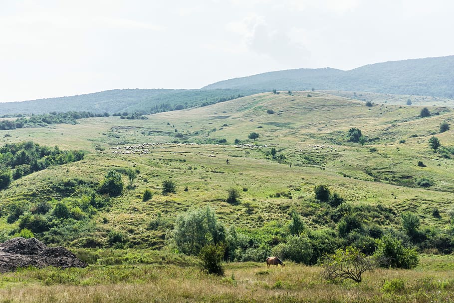 romanian nature, sheeps, Romanian, Nature, Horse, Flock, animals, eco, green, hills