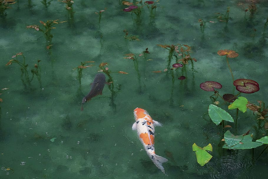 black, white-orange koi fishes, water, ocean, sea, river, lake, fish, leaves, animal