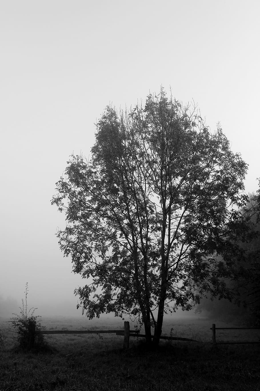 pohon, kabut, hitam putih, pemandangan, musim gugur, suasana, dingin, mistis, suasana hati, pagar