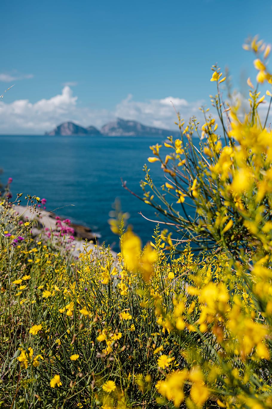 flores silvestres, flores, Italia, campania, flora, salvaje, Amalfi, costa, amarillo, flor