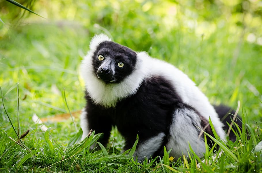 lemur, black, white, ruffed, portrait, forest, fur, looking, eyes, cute