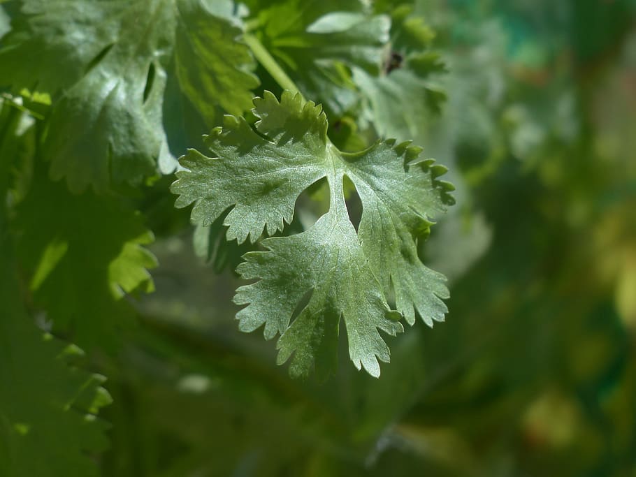 green, leaf, selective, focus photography, real coriander, coriander, kitchen herb, plant, leaves, stalk