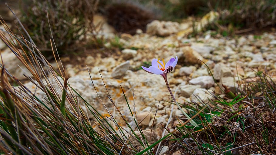 spring, small flower, mountains, sparse, spring flowers, flora, small, bright, bloom, plant