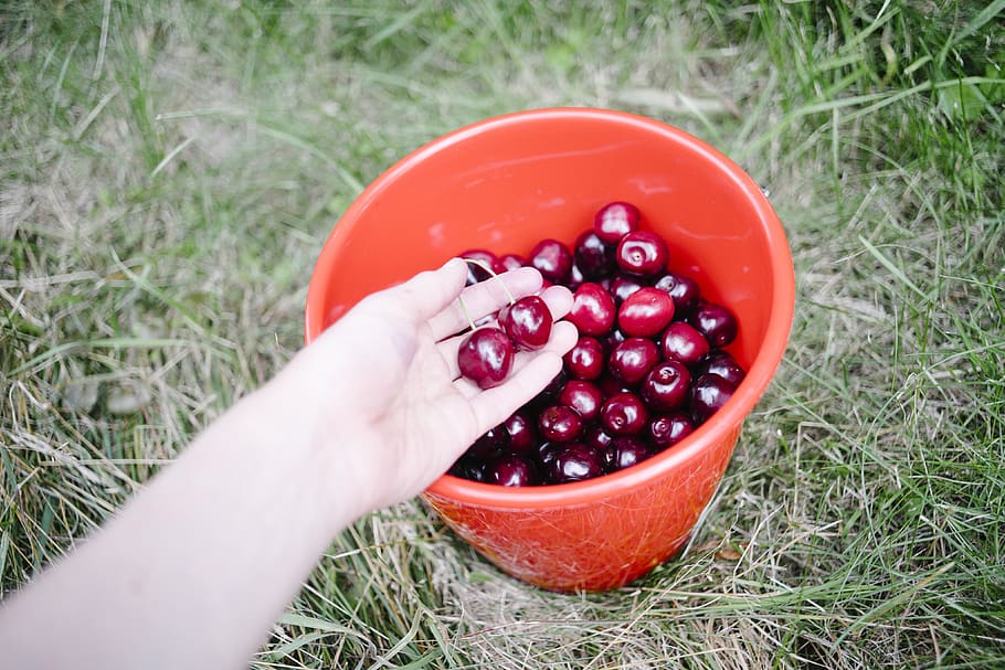 cherries, bucket, fruits, healthy, food, food and drink, human body part, fruit, human hand, hand