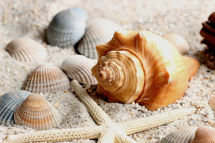 sea shells, sand, water, close, shell, mussels, shellfish, marine life, snails, invertebrates