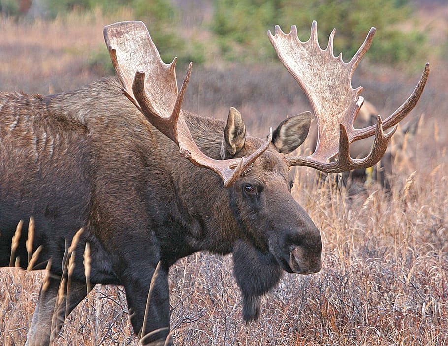 black, moose, standing, brown, grass, daytime, bull moose, antlers, male, wildlife