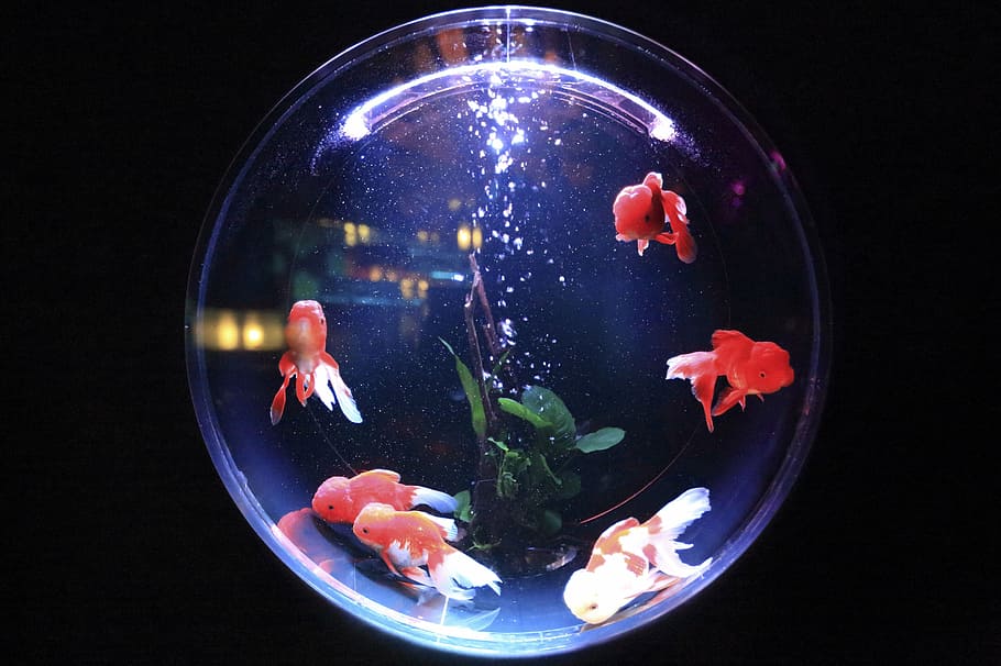 gold fishes, clear, glass aquarium bowl, aquarium, fish, water, bubbles, animal, fin, goldfish