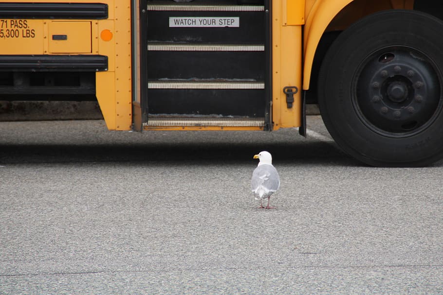 seagull, school bus, enter, school, drive, canada, travel, vehicle, transport, security