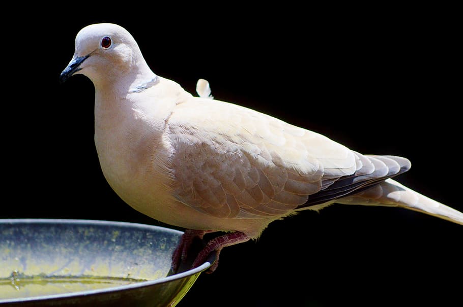 white, pigeon, grey, stainless, steel bowl, brown, black, bird, bath, dove