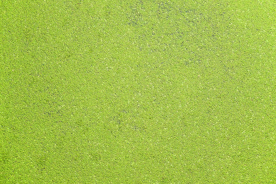 agua, alga, canal, río, fondo, textura, patrón, verde, naturaleza, color verde