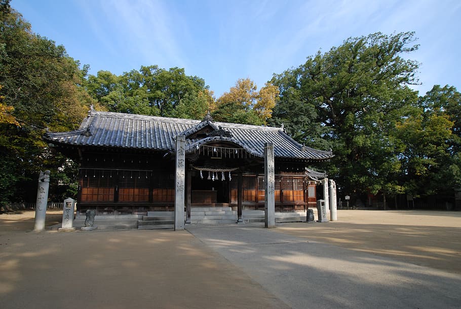 bangunan, agama, shinto, kuil, atap, kuil ichinomiya, kuil utama, mori, pohon kapur barus, kapur barus