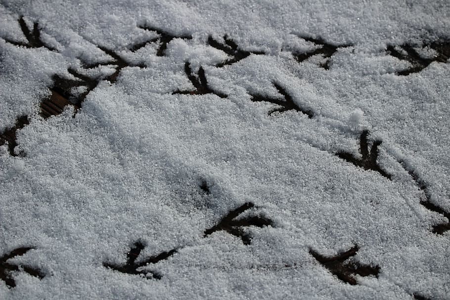 winter, prints, trace, snow lane, cold, bird, snow, white, snow tracks, nature