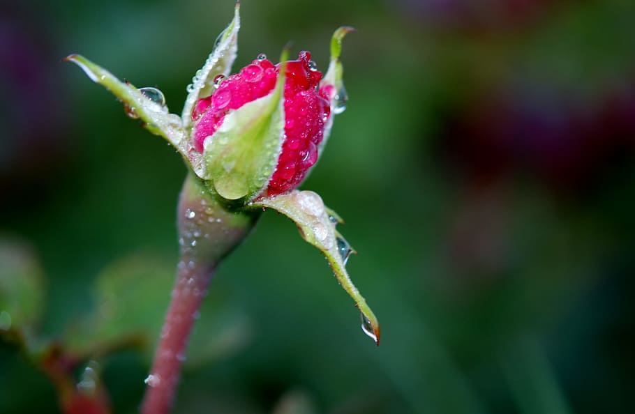selective, focus photo, green, red, rose, flower bud, Rose, Red, Red, Bud, Flower, Nature
