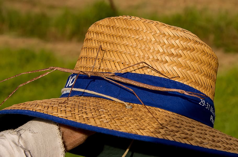 stick insect, insect, large, wild, wildlife, hat, queensland, australia, clothing, focus on foreground