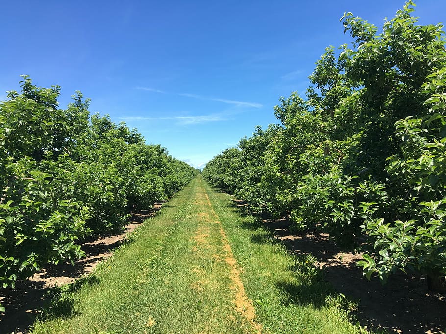 apple trees, orchard, tree, apple, nature, agriculture, fruit, green, season, branch