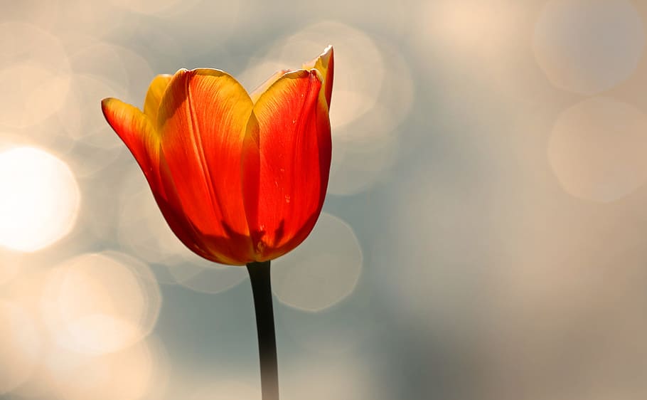 selective, focus photography, red, petaled flower, bokeh lights, tulip, yellow, spring, flower, blossom